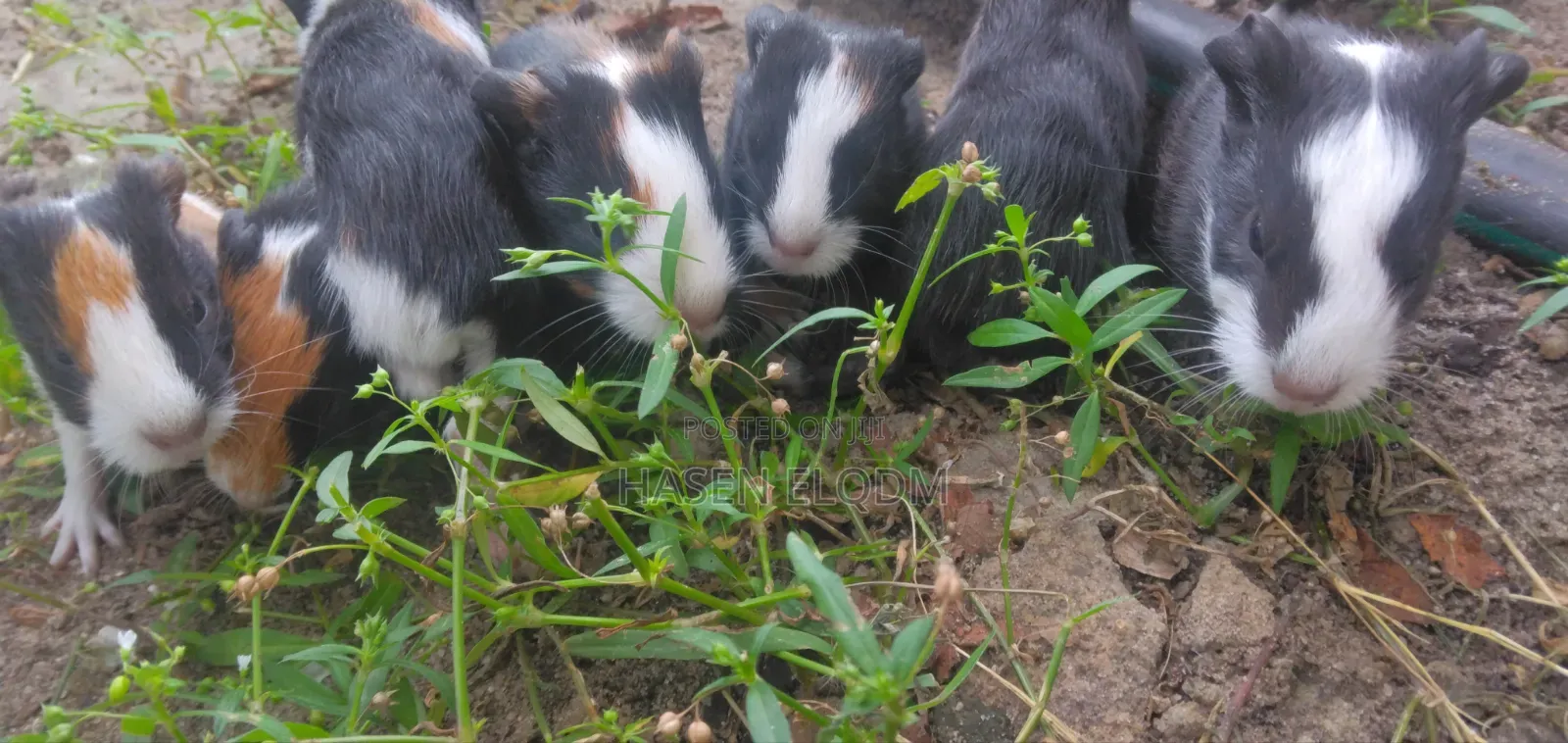 Guineapigs/Simbilisi(Guineapig Kittens)