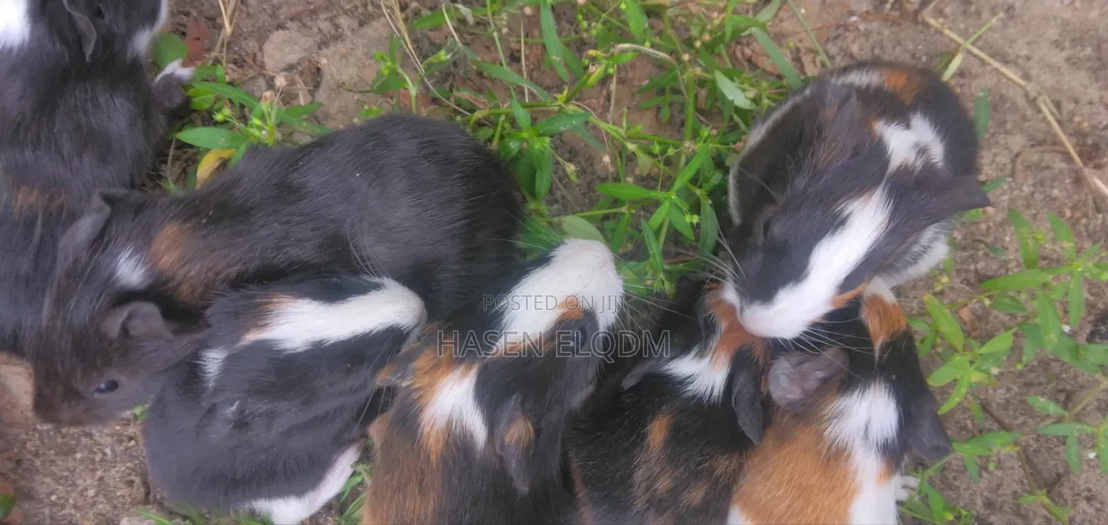 Guineapigs/Simbilisi(Guineapig Kittens)