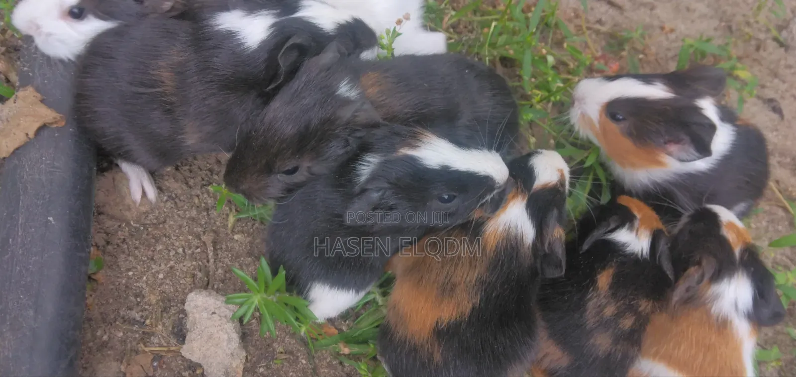 Guineapigs/Simbilisi(Guineapig Kittens)