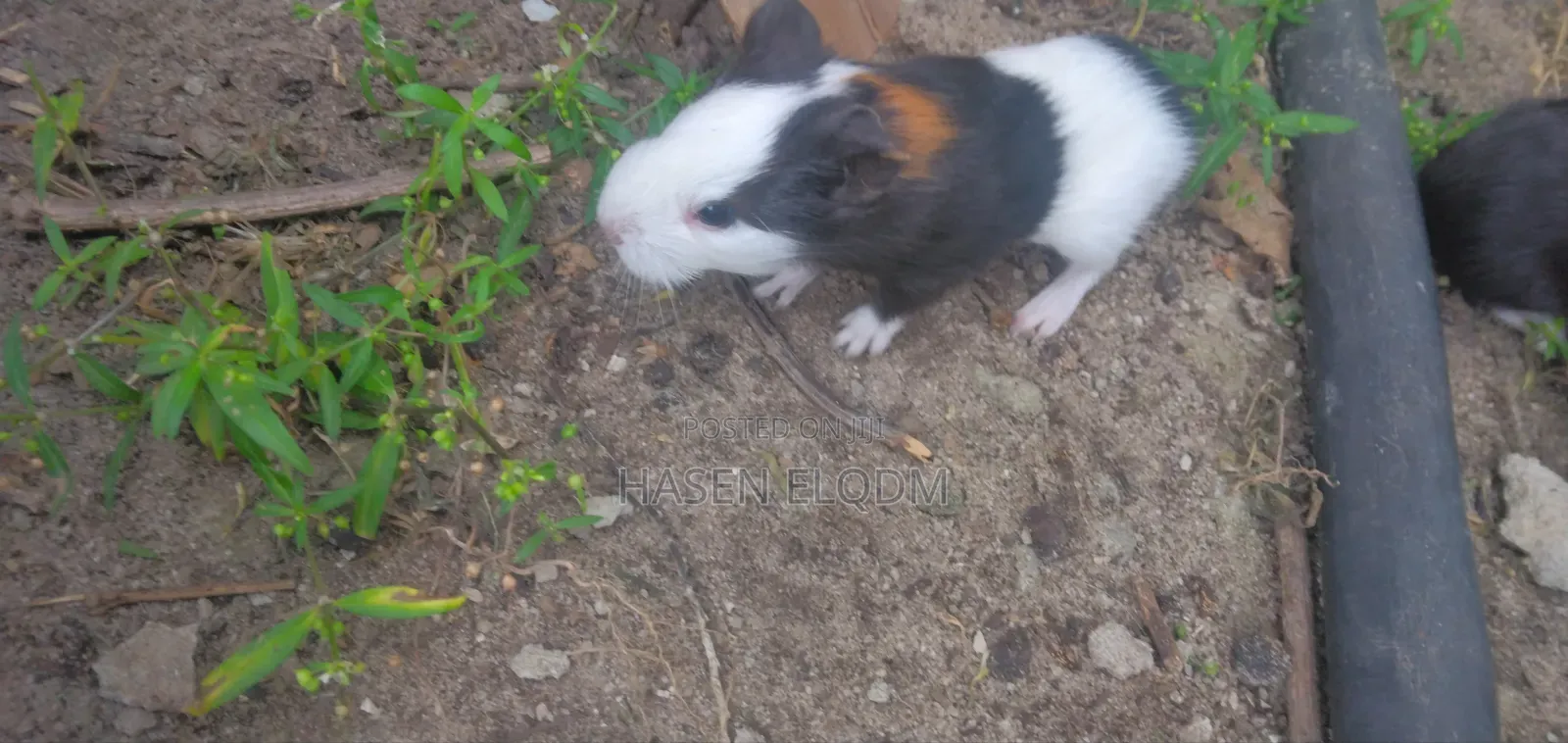 Guineapigs/Simbilisi(Guineapig Kittens)