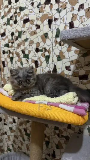 1-3 months Male Purebred Persian