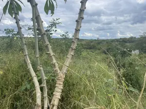 Shamba Linauzwa Miono Hekari 200