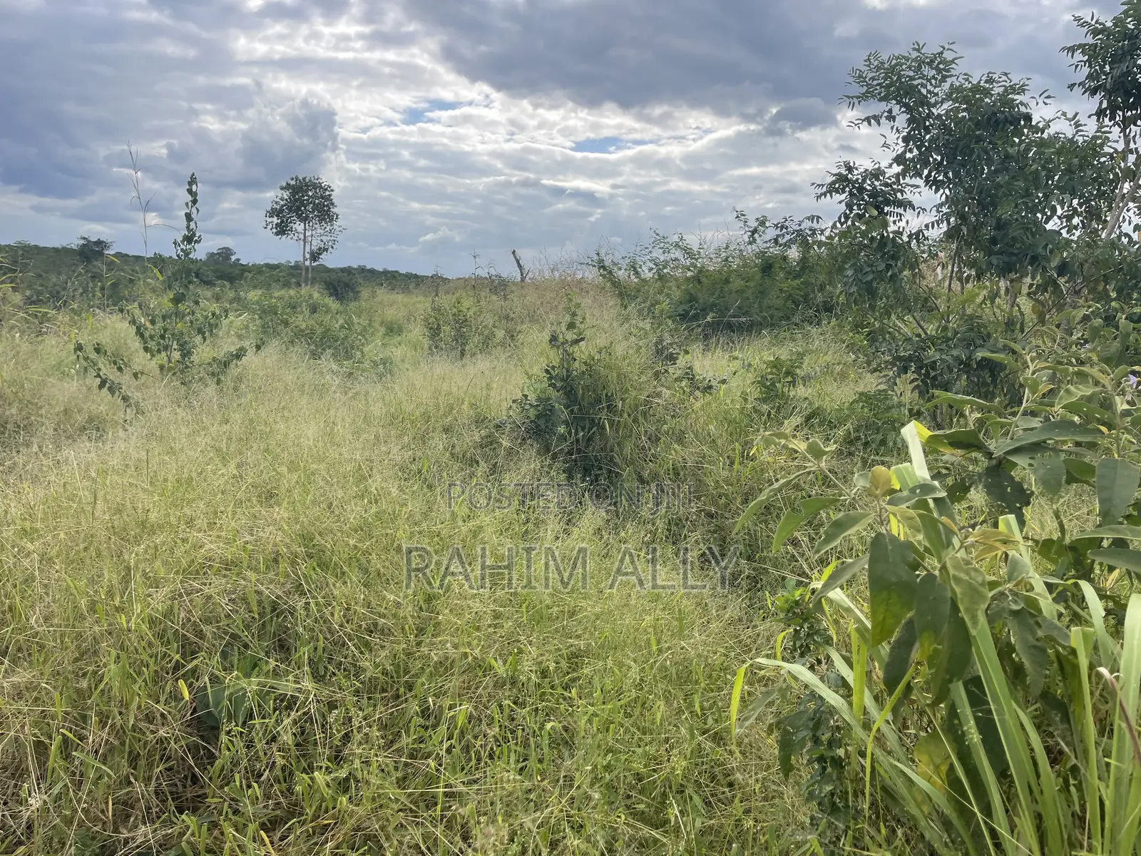Shamba Linauzwa Miono Hekari 200
