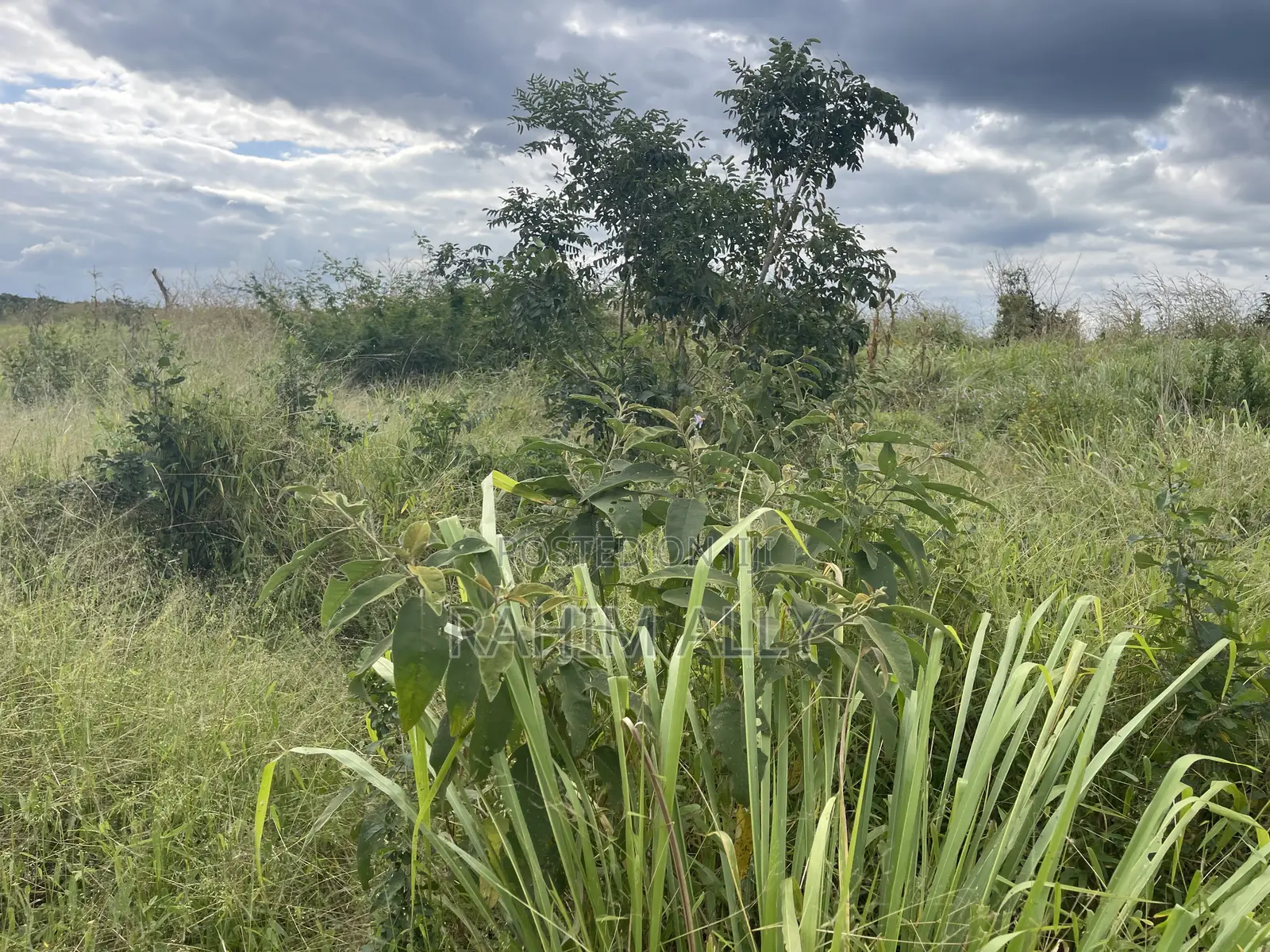 Shamba Linauzwa Miono Hekari 200