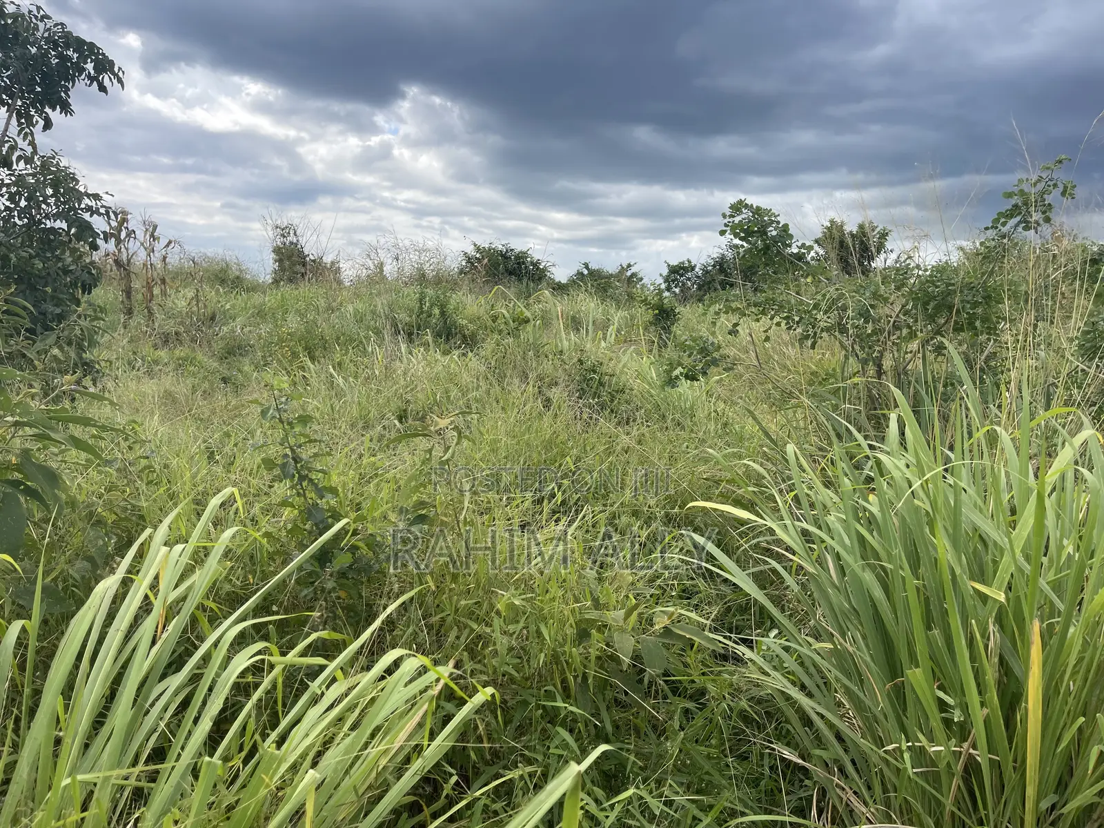 Shamba Linauzwa Miono Hekari 200