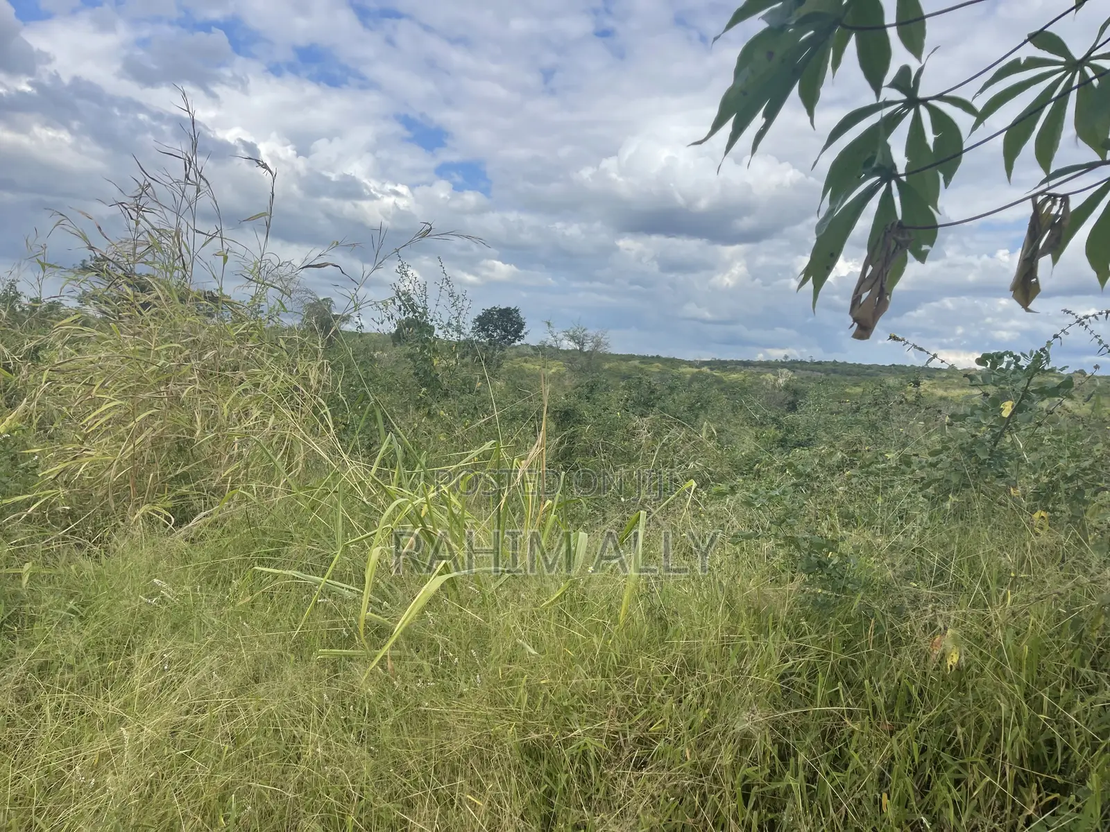 Shamba Linauzwa Miono Hekari 200