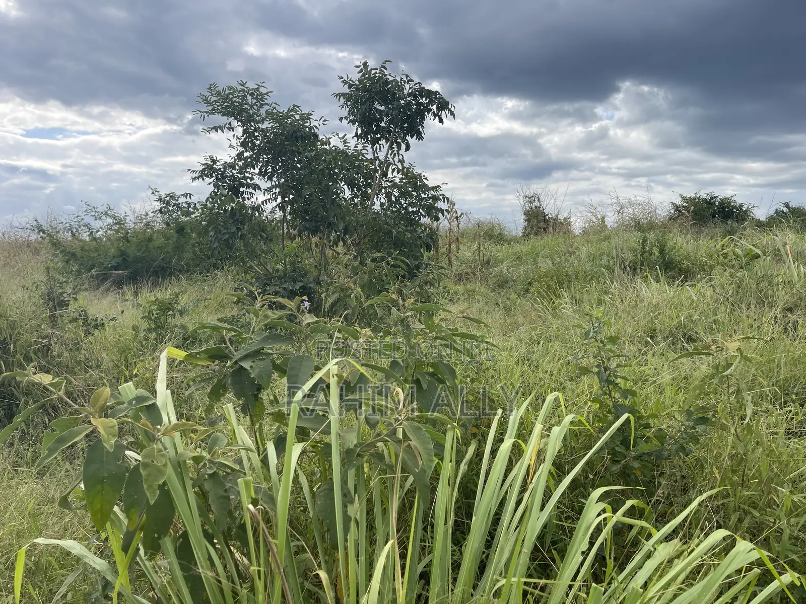 Shamba Linauzwa Miono Hekari 200