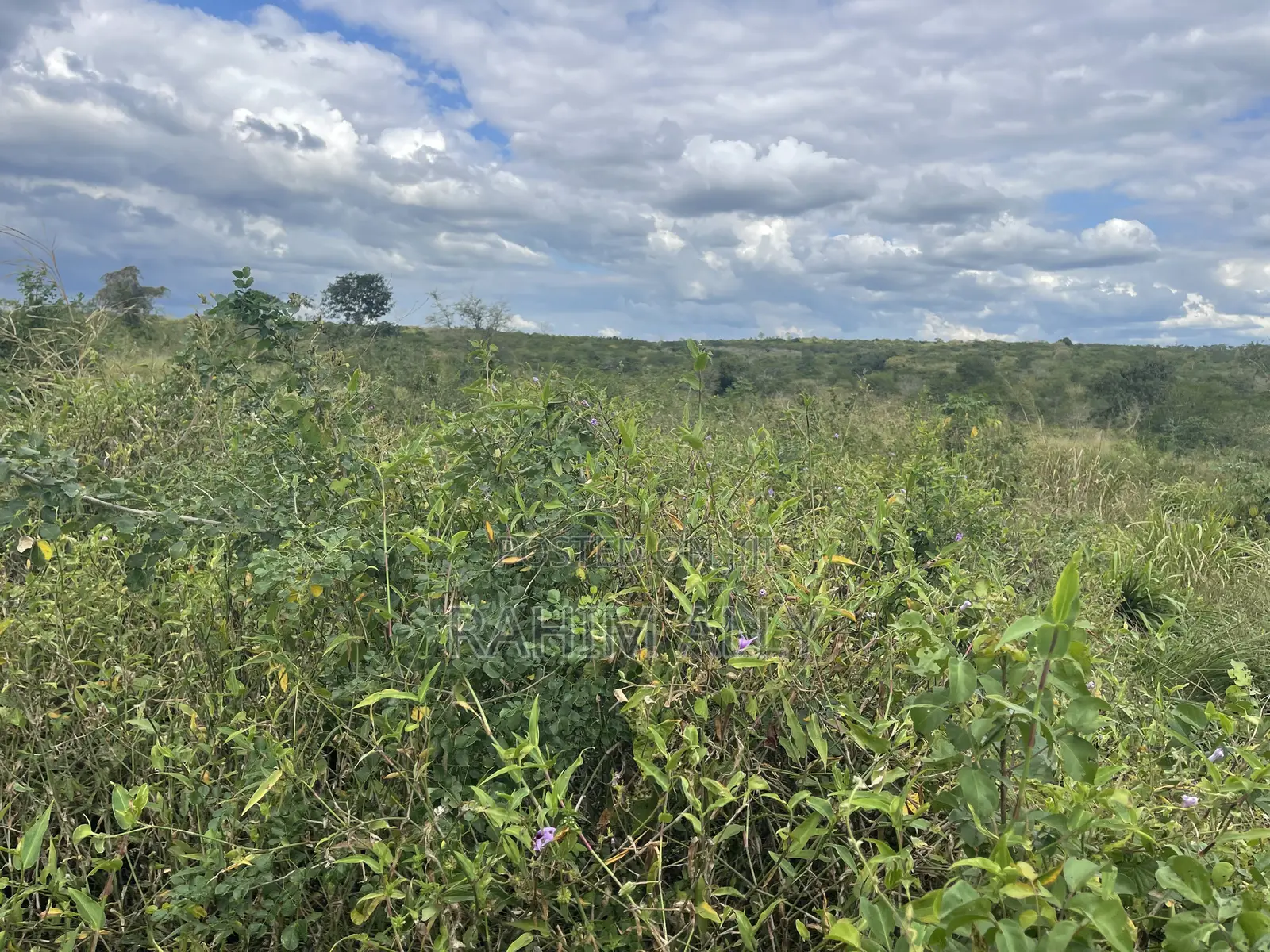 Shamba Linauzwa Miono Hekari 200