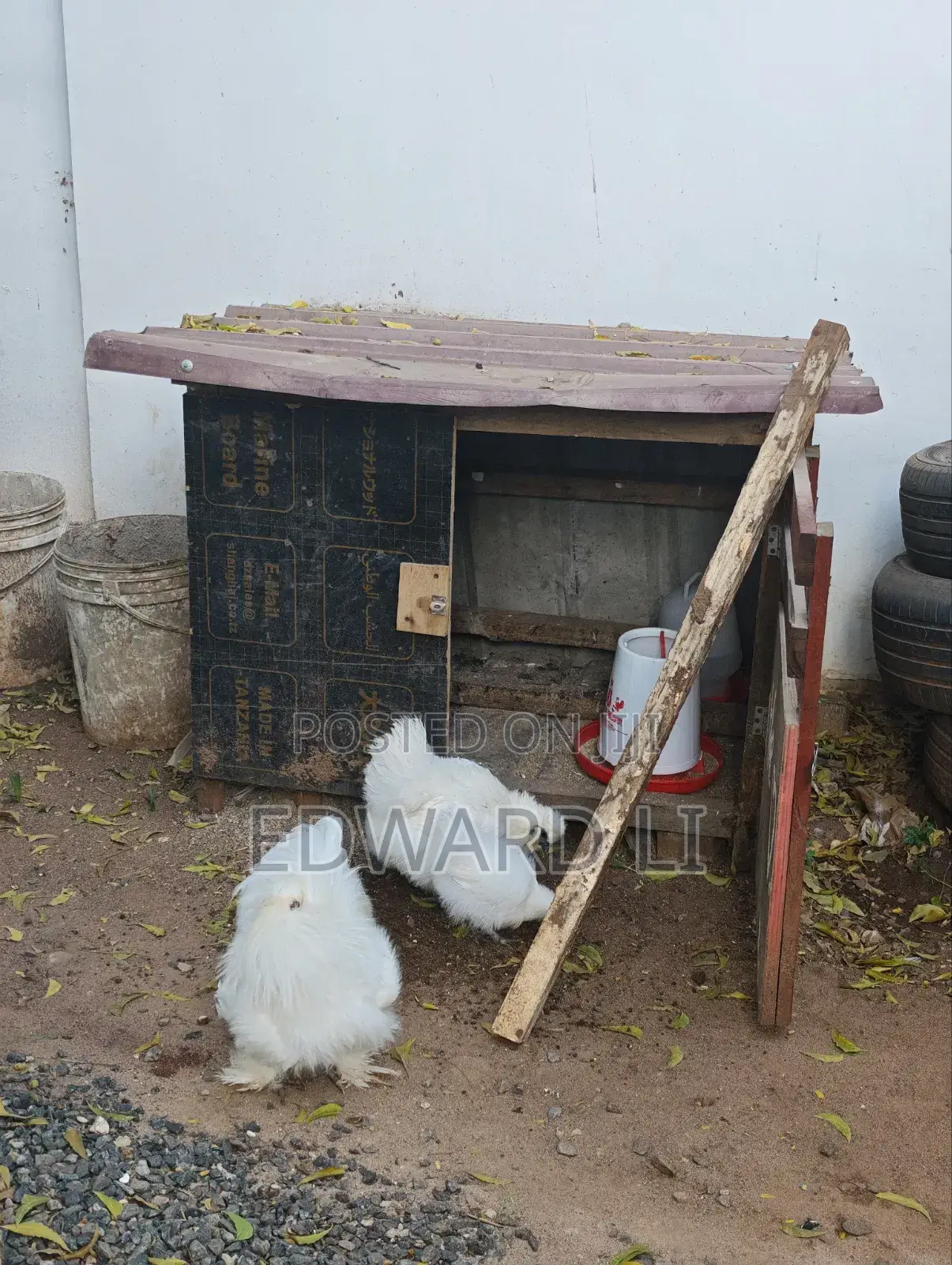 Kuku Wa Silkie Wanauzwa