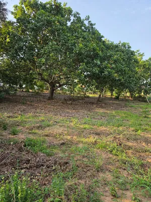 Plot Area Sqm1200 for Sale Located in Madale Mbopo