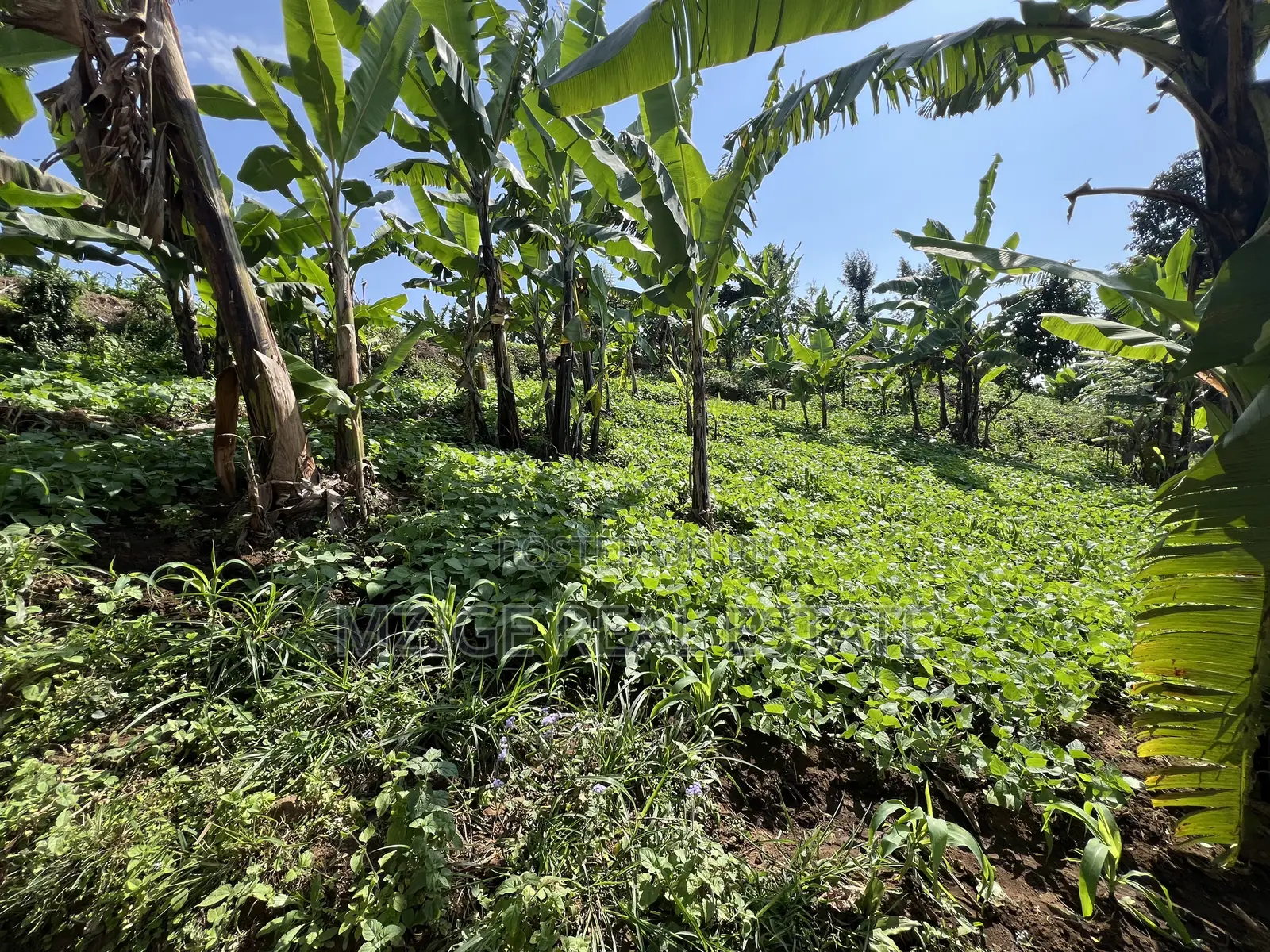 Premium 3.8-Acre Commercial Land in Shangarai / Msorongo, Arusha