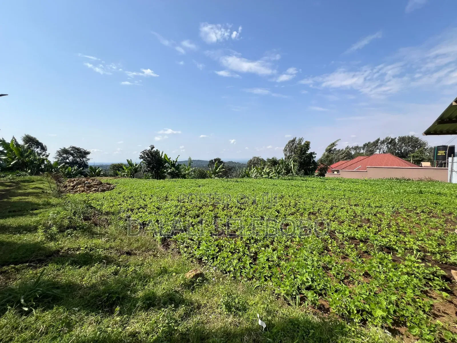 3hector Investment at Arusha Sangara