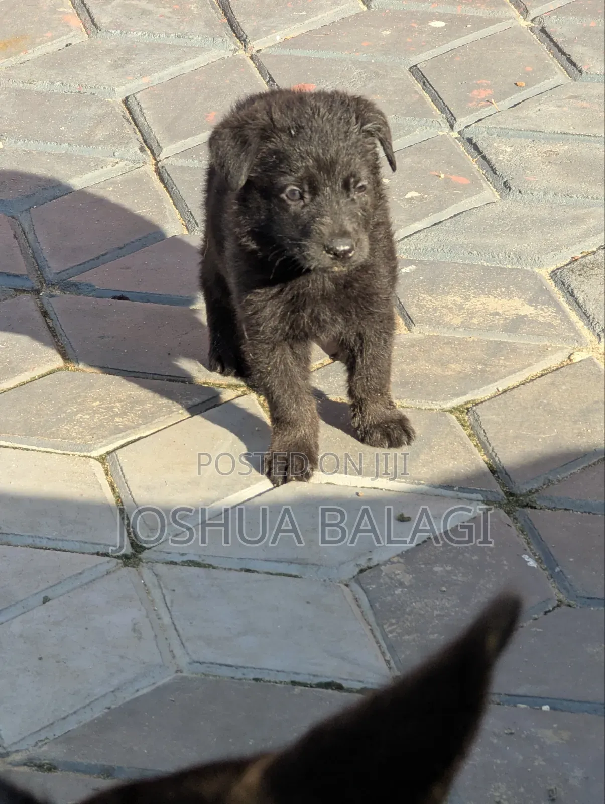 1-3 months Male Purebred German Shepherd