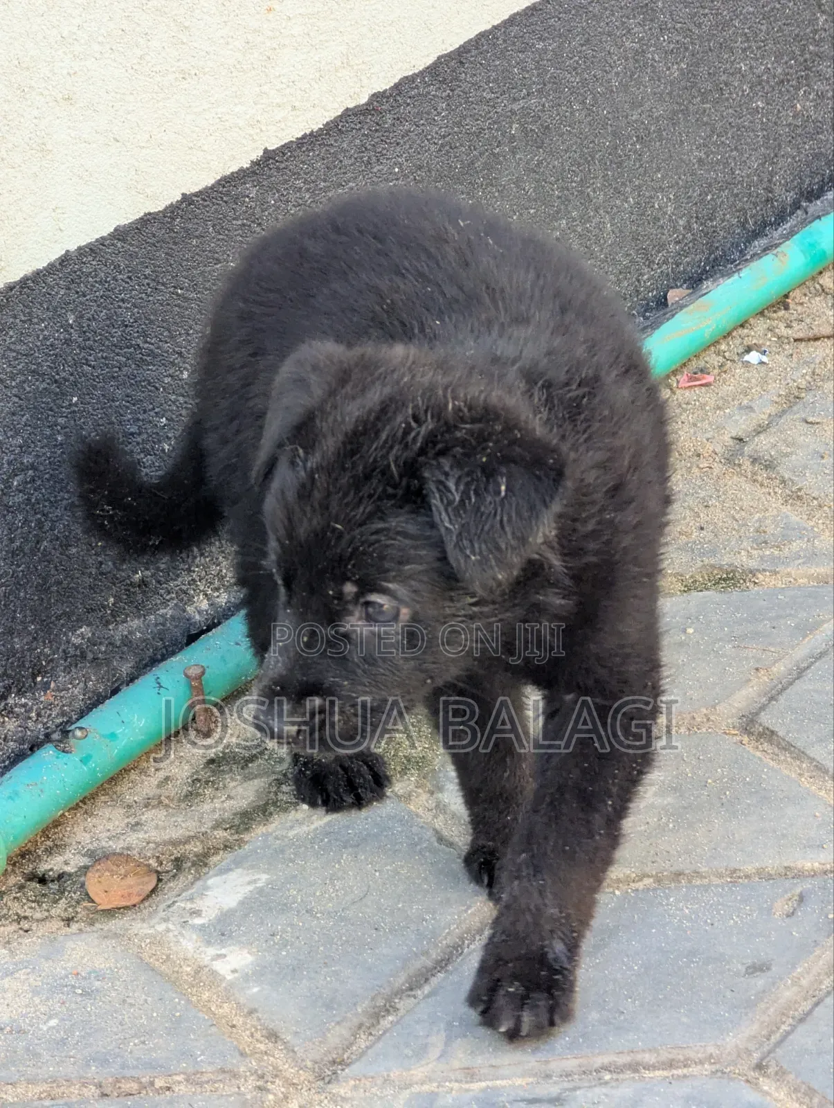 1-3 months Male Purebred German Shepherd