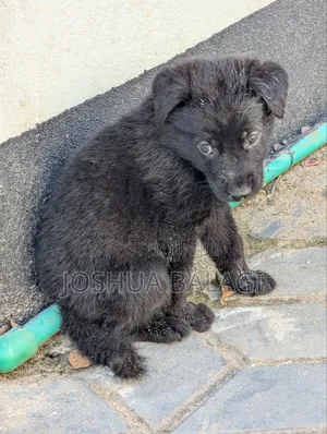 1-3 months Male Purebred German Shepherd
