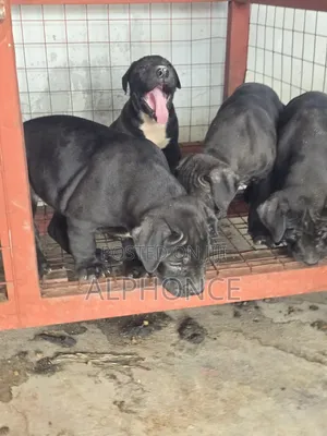 1-3 months Male Purebred American Pit Bull Terrier