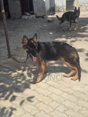 3-6 months Male Purebred German Shepherd