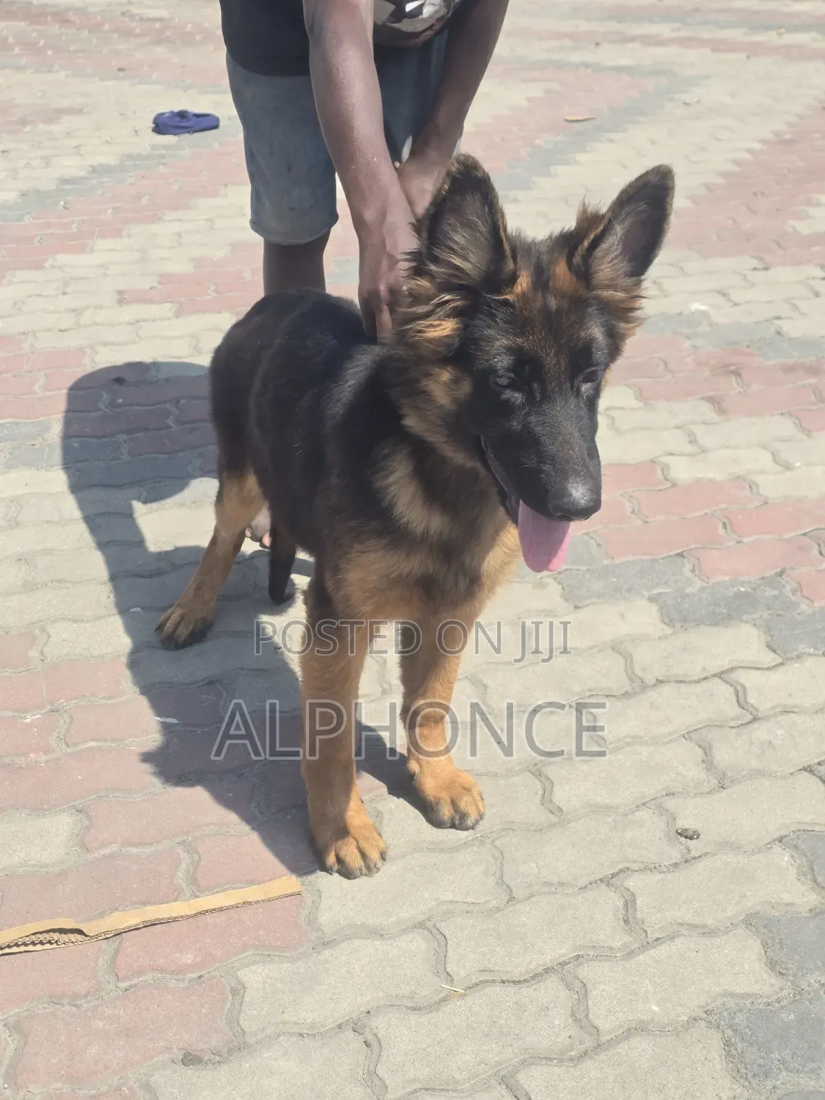3-6 months Male Purebred German Shepherd