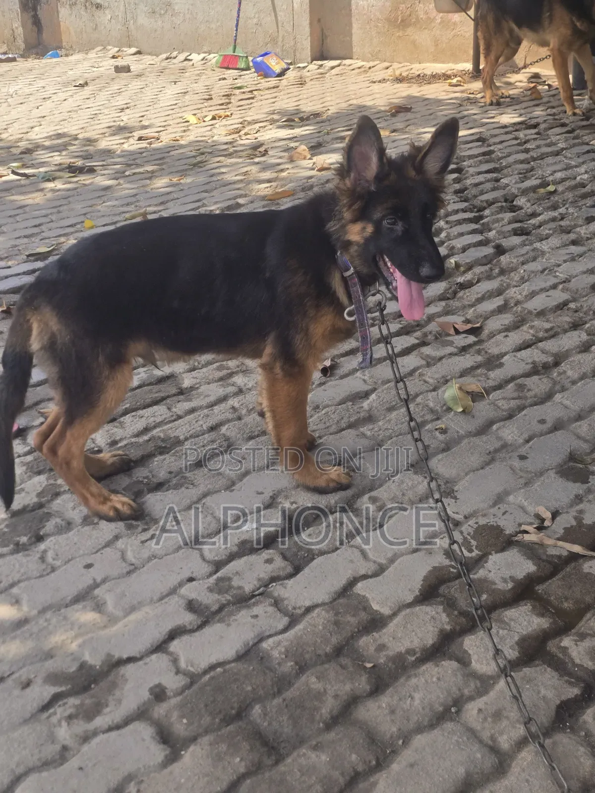3-6 months Male Purebred German Shepherd