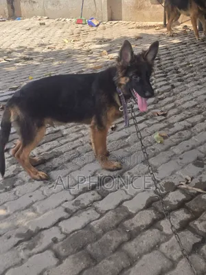 3-6 months Male Purebred German Shepherd
