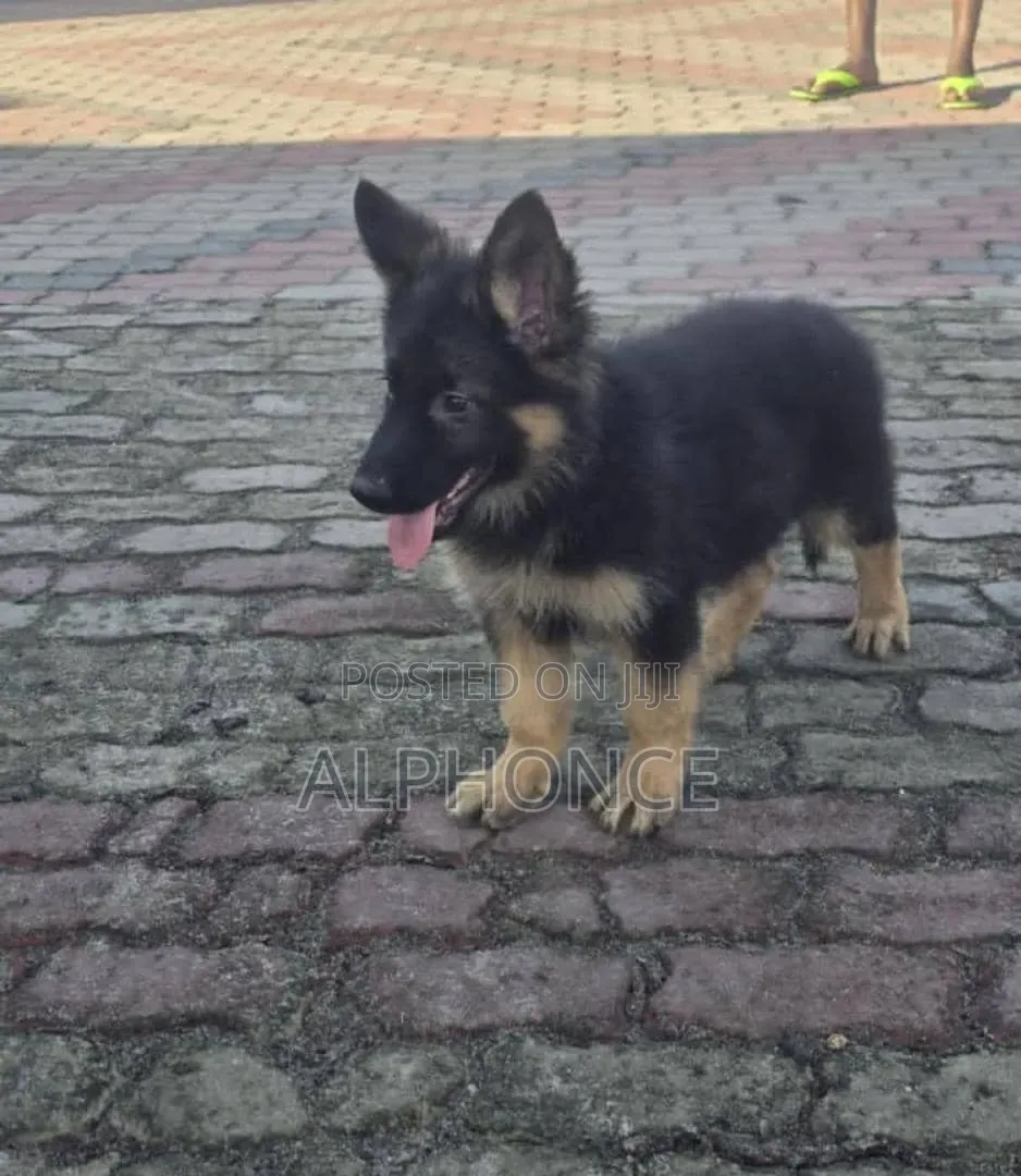 1-3 months Female Purebred German Shepherd