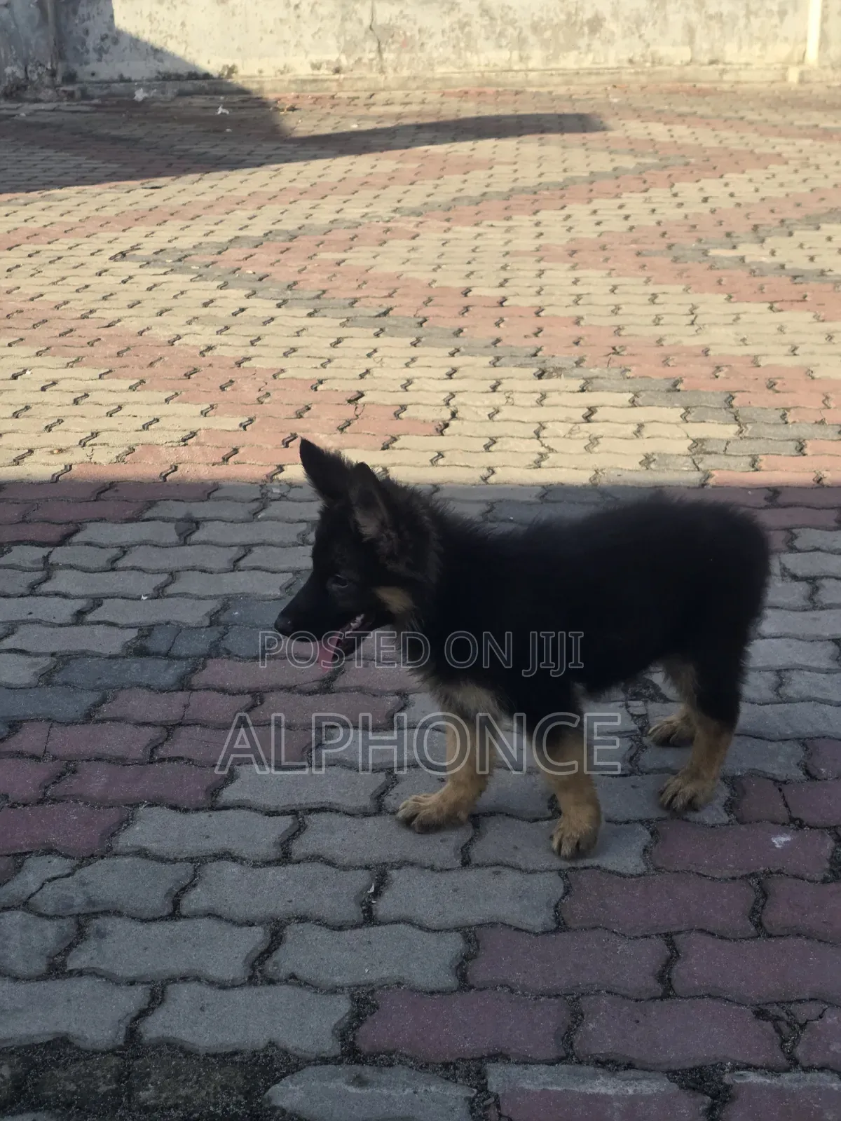 1-3 months Female Purebred German Shepherd