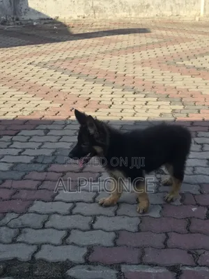 1-3 months Female Purebred German Shepherd