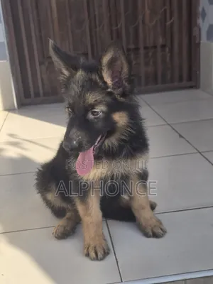 1-3 months Female Purebred German Shepherd