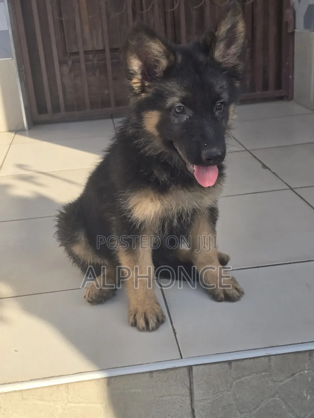1-3 months Female Purebred German Shepherd