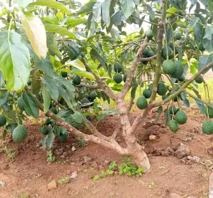 Avacado Farm for Sale at Njombe 200 Acres