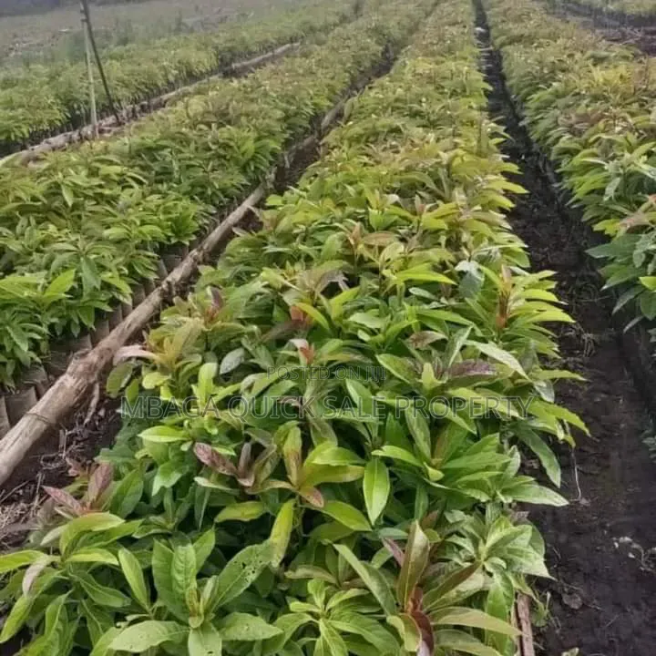 Avacado Farm for Sale at Njombe 200 Acres