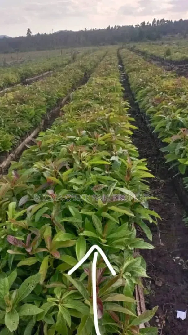 Avacado Farm for Sale at Njombe 200 Acres