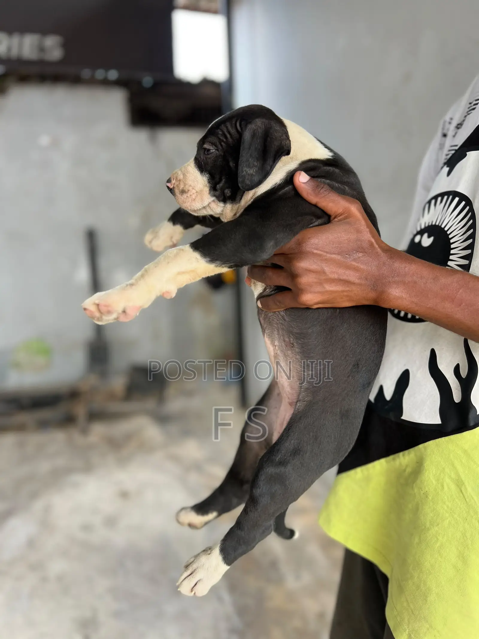 1-3 months Male Purebred American Pit Bull Terrier