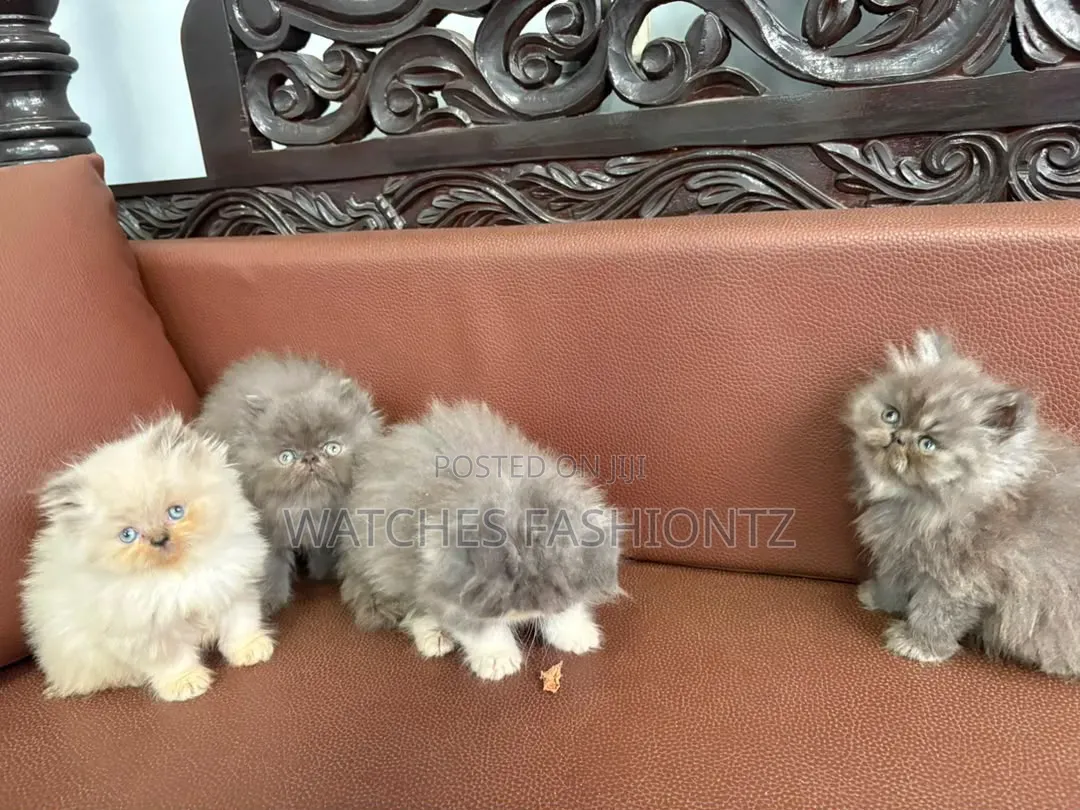 1-3 months Male Purebred Persian