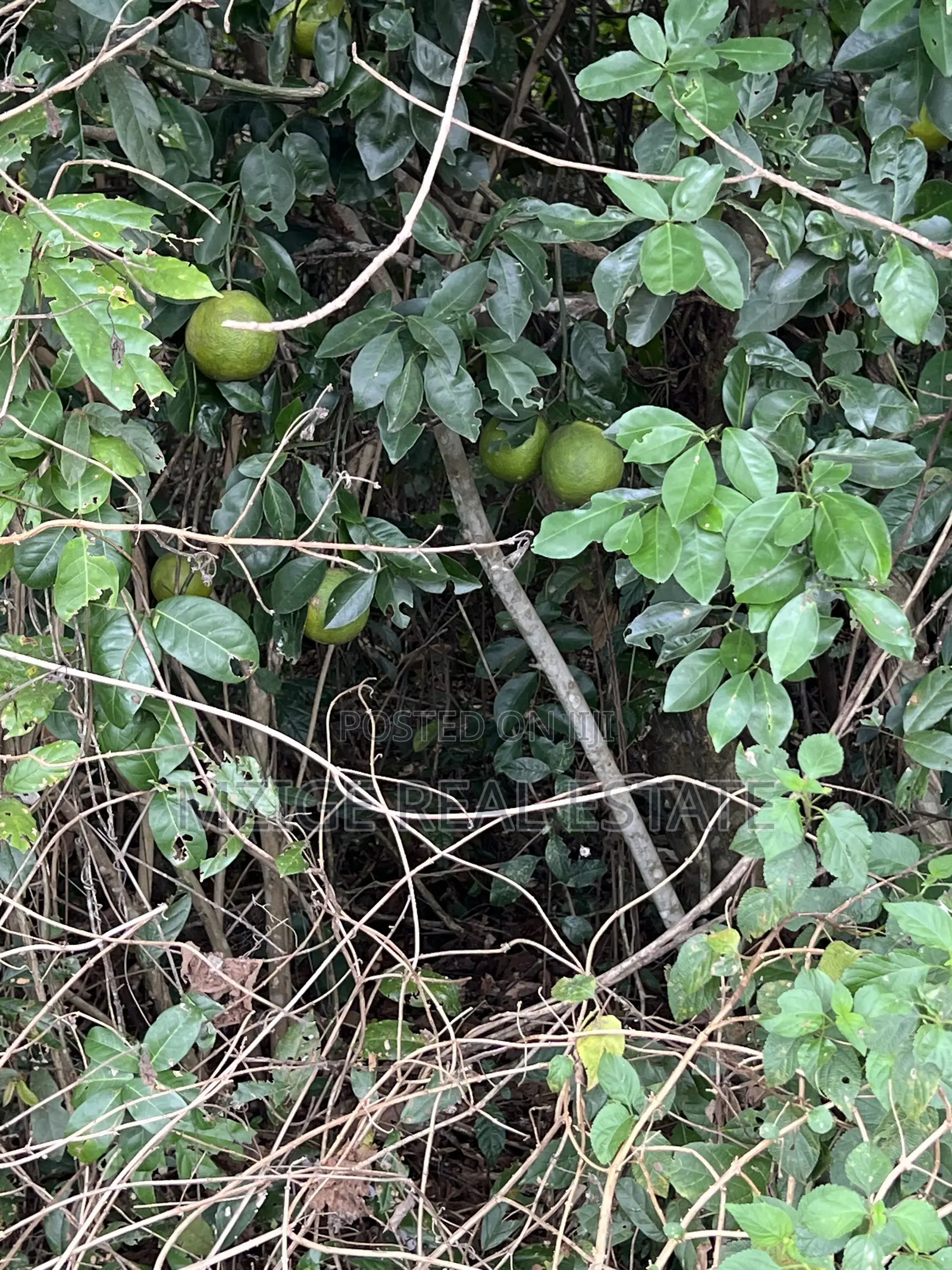 137 Acres of Agriculture Farm for Sale in Mhaga, Kisarawe