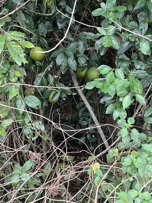 137 Acres of Agriculture Farm for Sale in Mhaga, Kisarawe