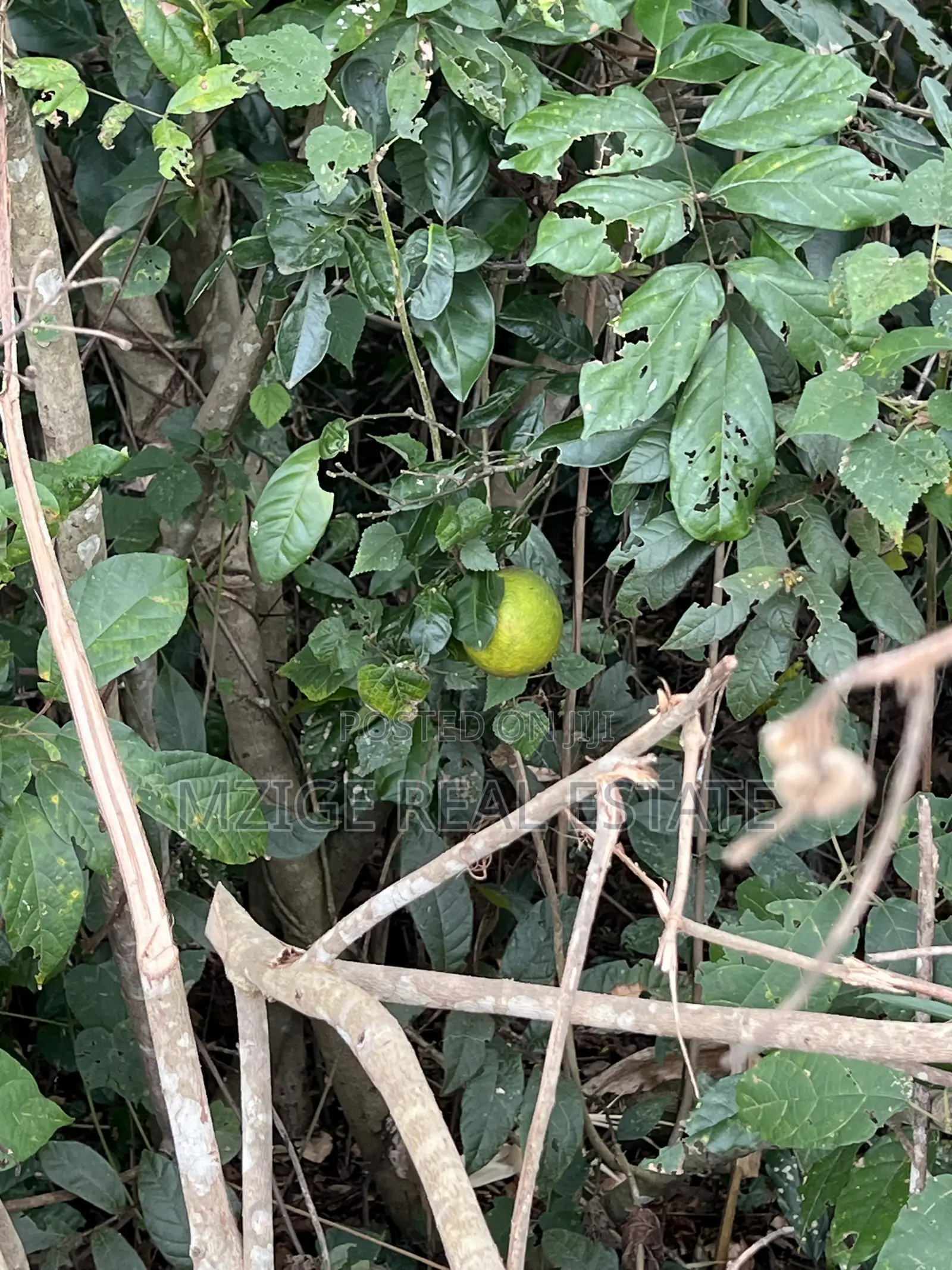 137 Acres of Agriculture Farm for Sale in Mhaga, Kisarawe