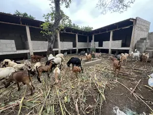 Eneo La Ekari Moja Linazuwa Kigamboni, Kibada Shangwe