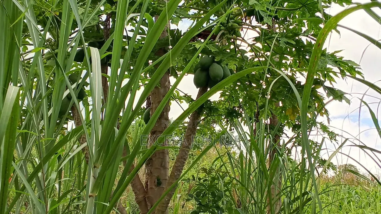 Shamba Linauzwa Mbwewe Chalinze Mkoa Wa Pwani