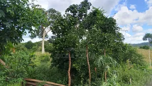 Shamba Linauzwa Mbwewe Chalinze Mkoa Wa Pwani