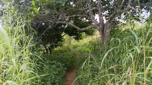 Shamba Linauzwa Mbwewe Chalinze Mkoa Wa Pwani