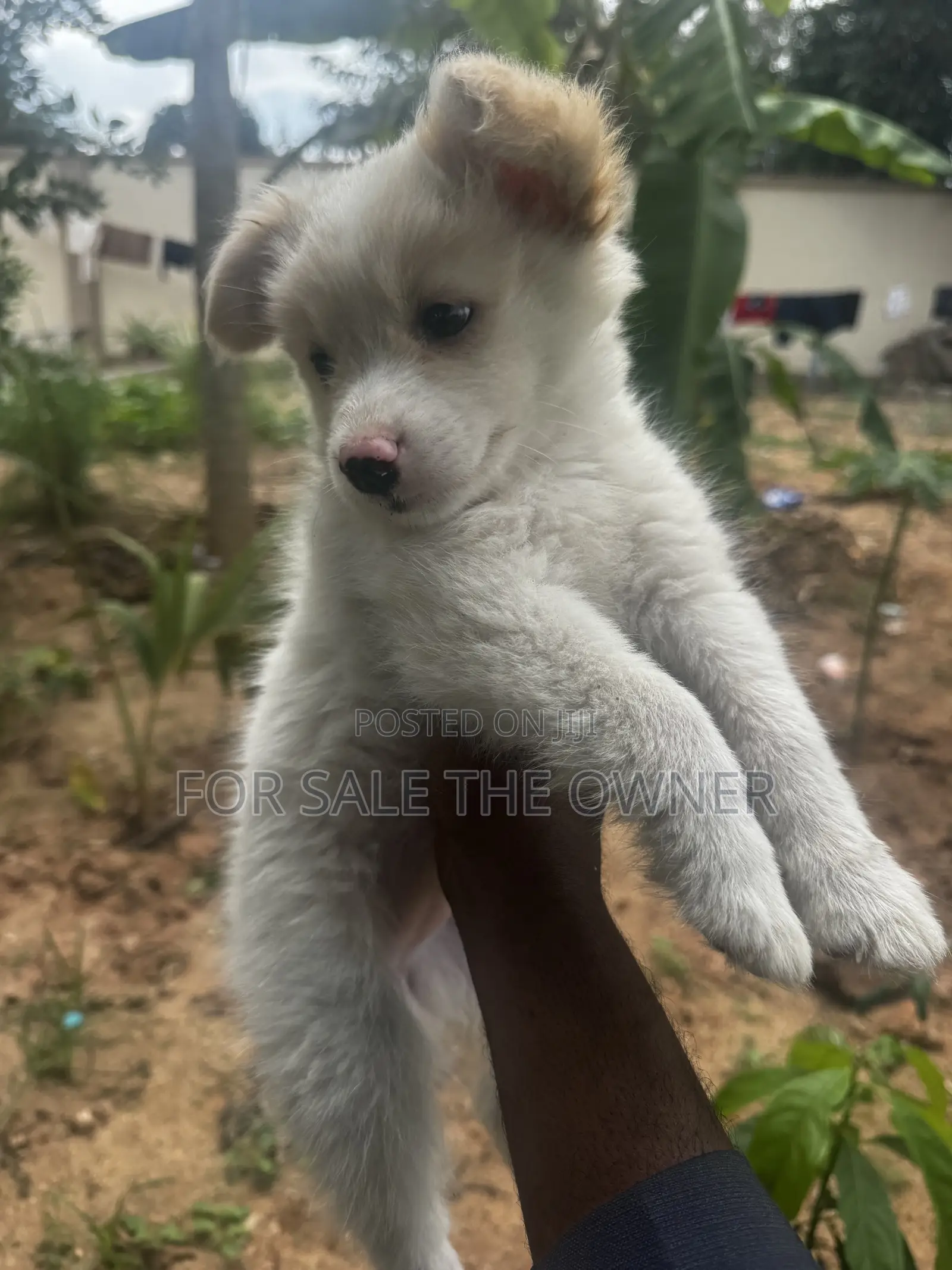 1-3 months Female Purebred Japanese Spitz