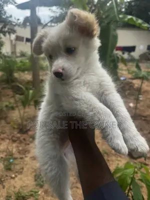 1-3 months Female Purebred Japanese Spitz