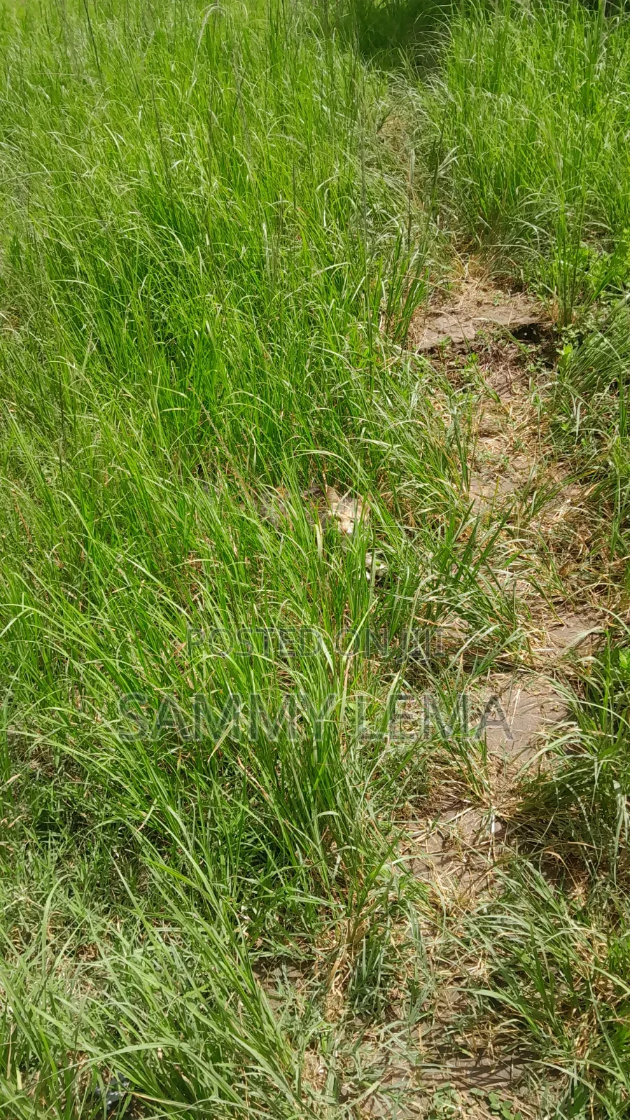 Furnished 5bdrm House in Sammy Saidy Real, Njiro for sale