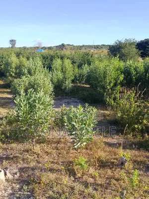 Shamba Lina