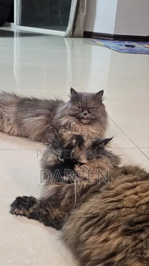 1+ year Female Purebred Persian