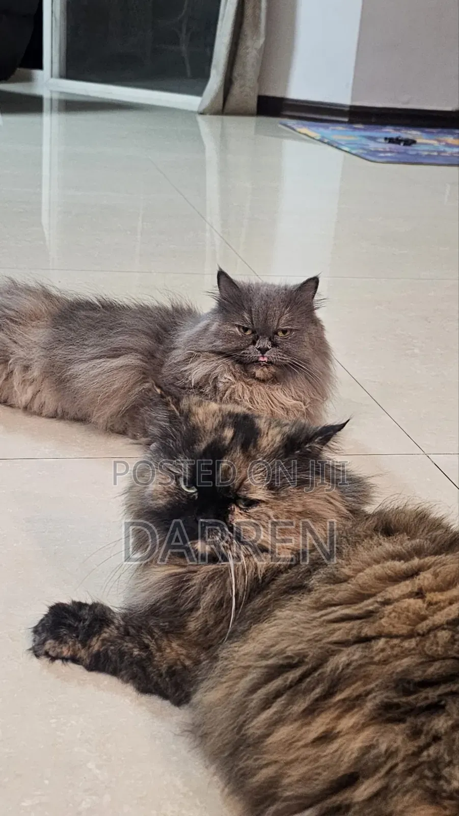 1+ year Female Purebred Persian