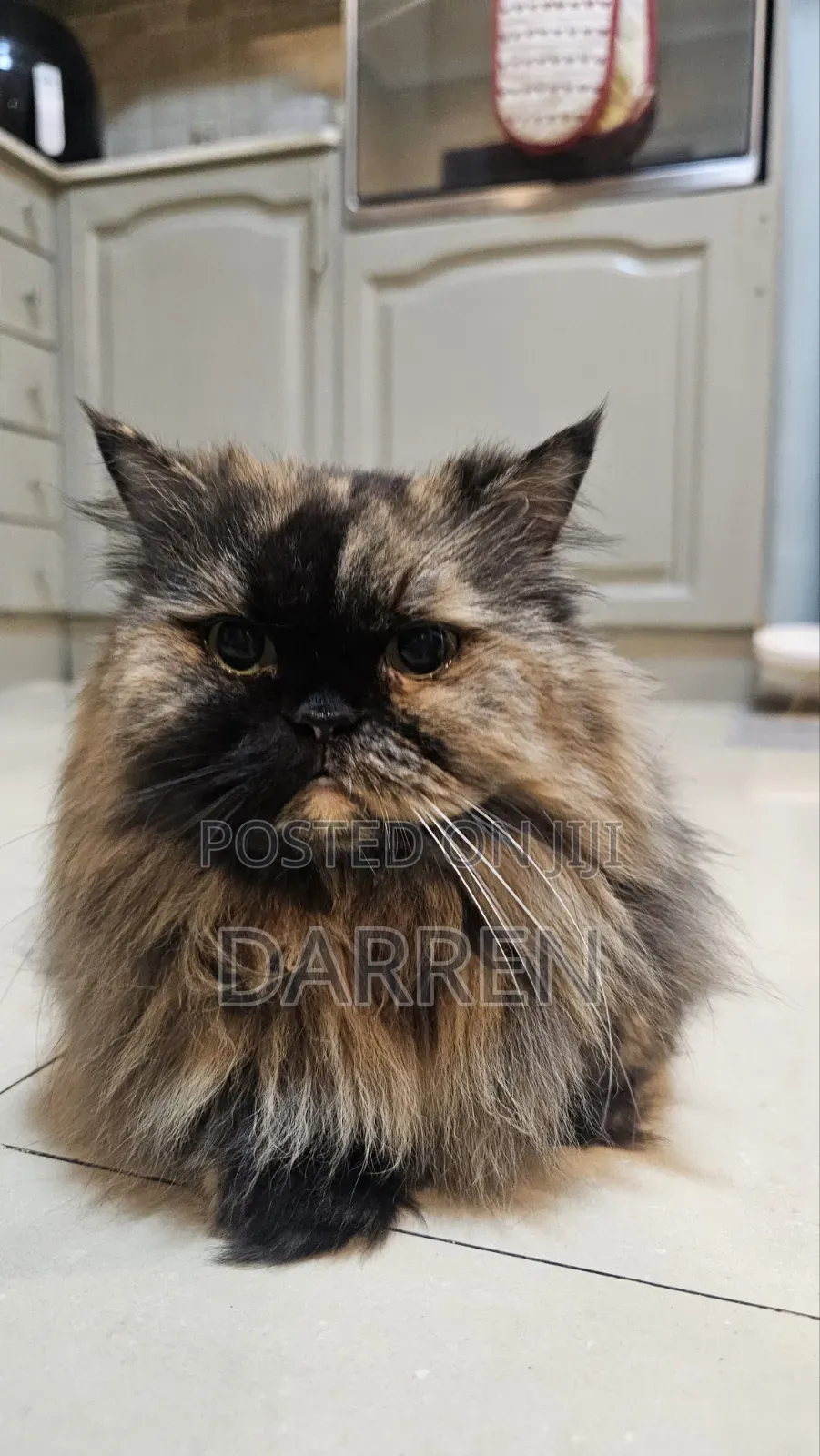 1+ year Female Purebred Persian