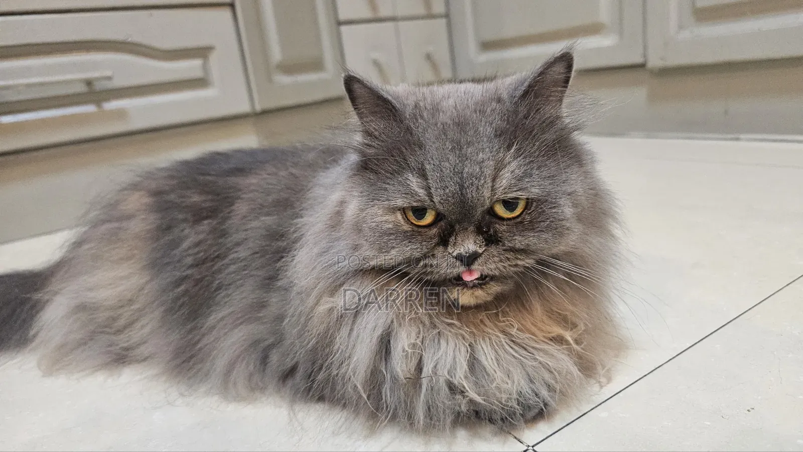 1+ year Female Purebred Persian