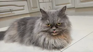 1+ year Female Purebred Persian